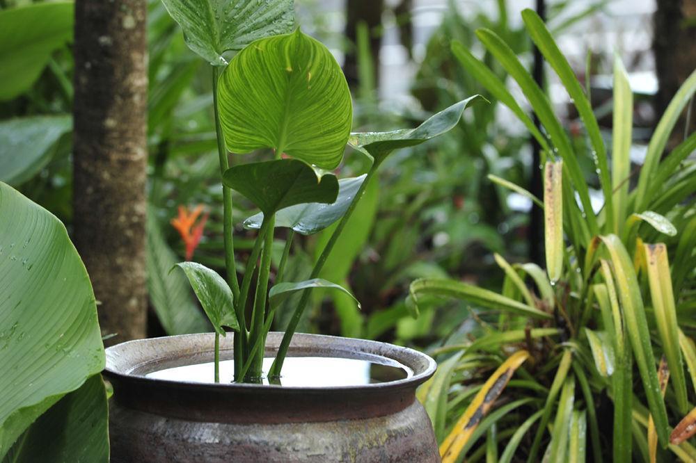 @24Boutique Hotel Nakhon Si Thammarat Eksteriør bilde